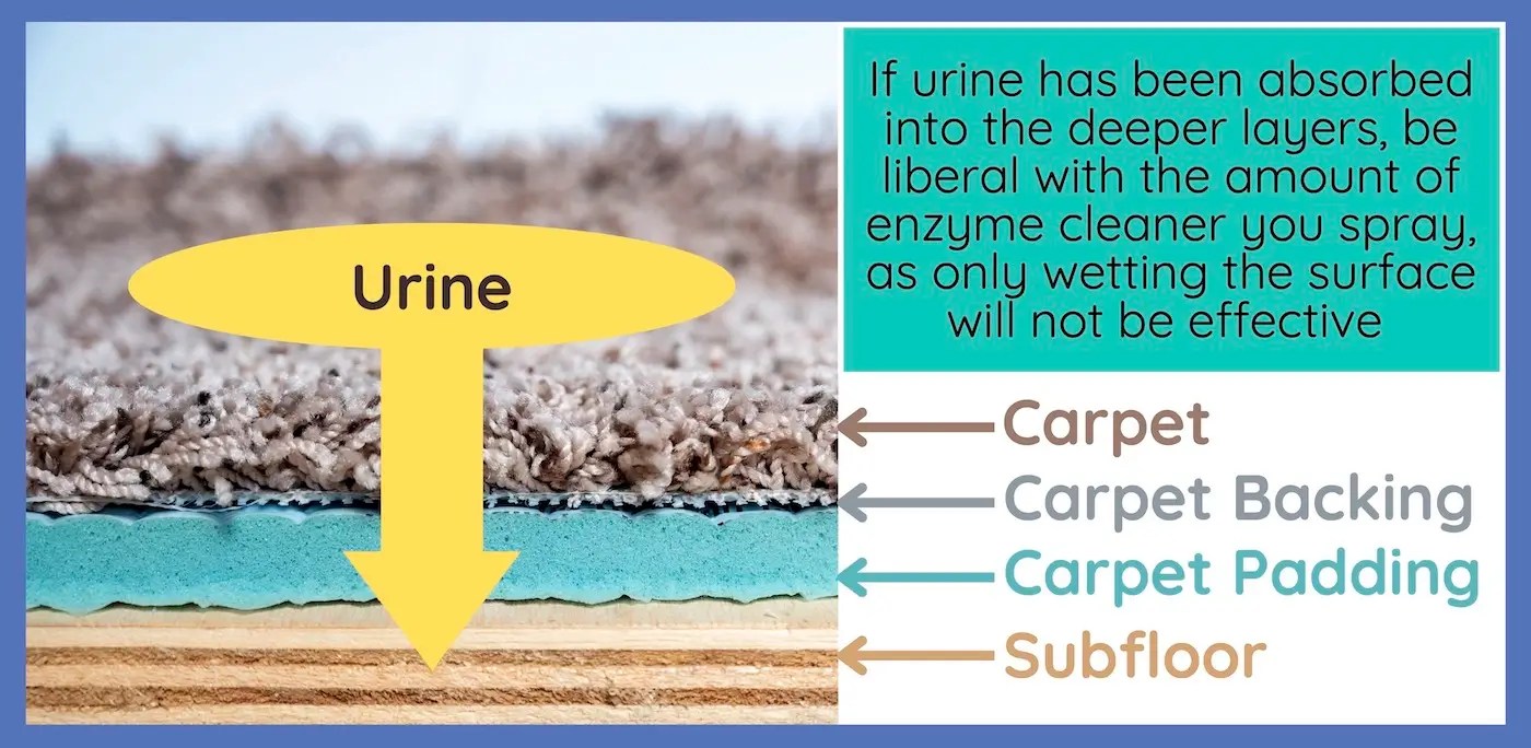 How to Clean Cat Pee From Carpet Eliminate Urine Odor